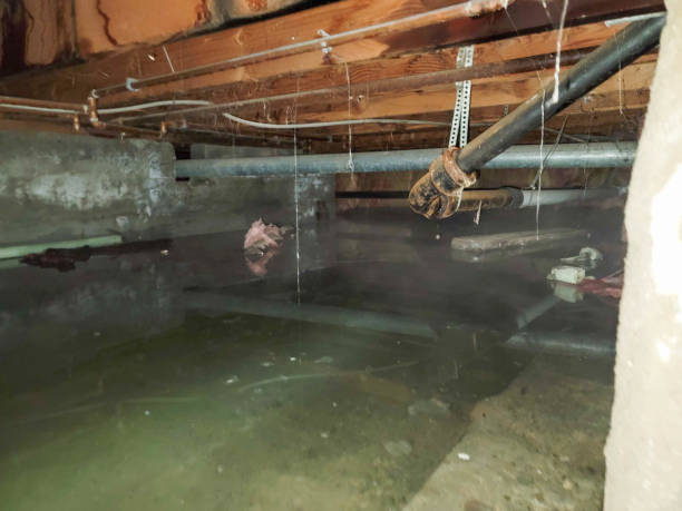 Best Sewage cleanup and water damage restoration  in Marlinton, WV