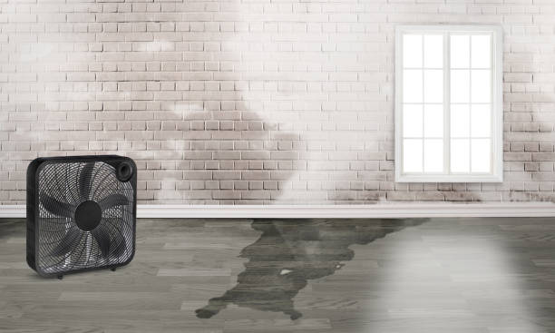 Best Mold removal after water damage  in Marlinton, WV