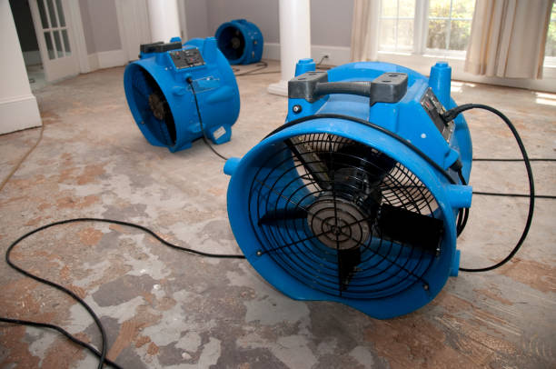 Best Local water damage restoration  in Marlinton, WV