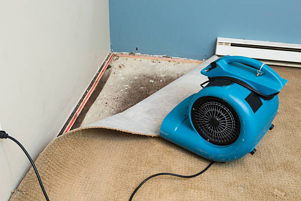 Best Professional water damage repair  in Marlinton, WV
